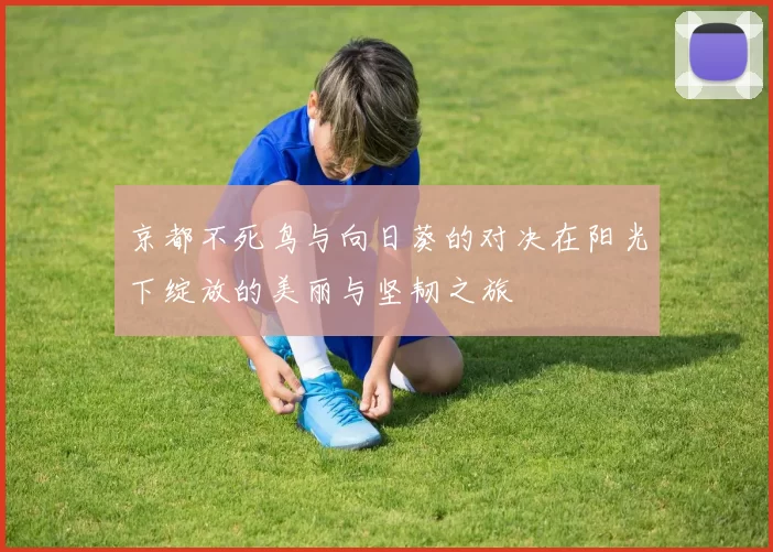 京都不死鸟与向日葵的对决在阳光下绽放的美丽与坚韧之旅